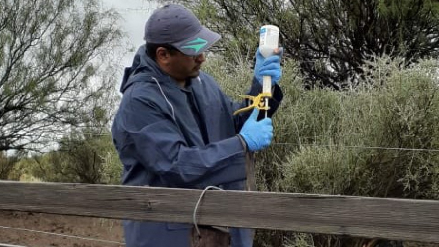 Arranca la Campaña de Vacunación Antiaftosa 2024