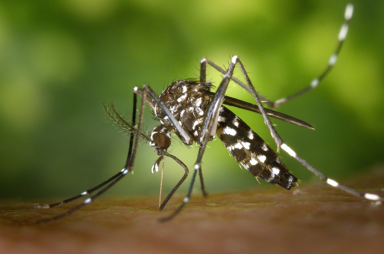 Confirmó un caso de dengue en Pico