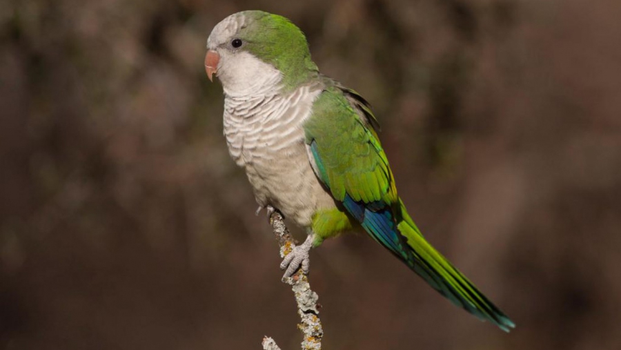 Alerta por un caso humano sospechoso de Psitacosis en Pico