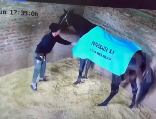 El acusado de envenenar al caballo rompió el silencio y dice que le dio un anti-inflamatorio