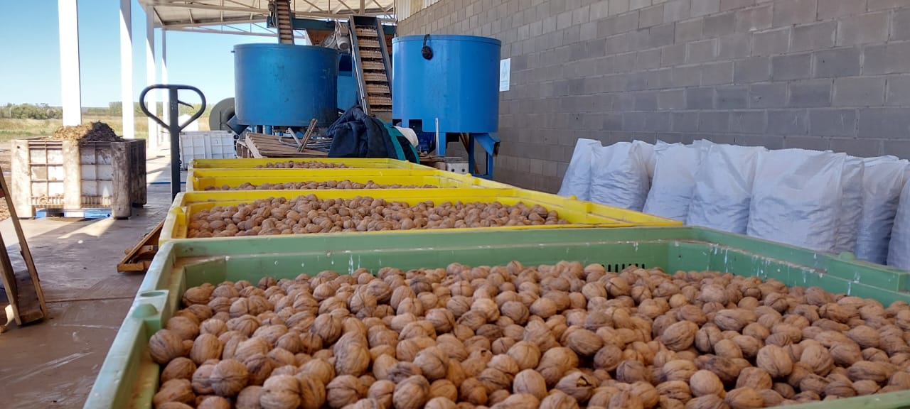 Con más de 200 toneladas, cosecha récord de nueces en 25 de Mayo