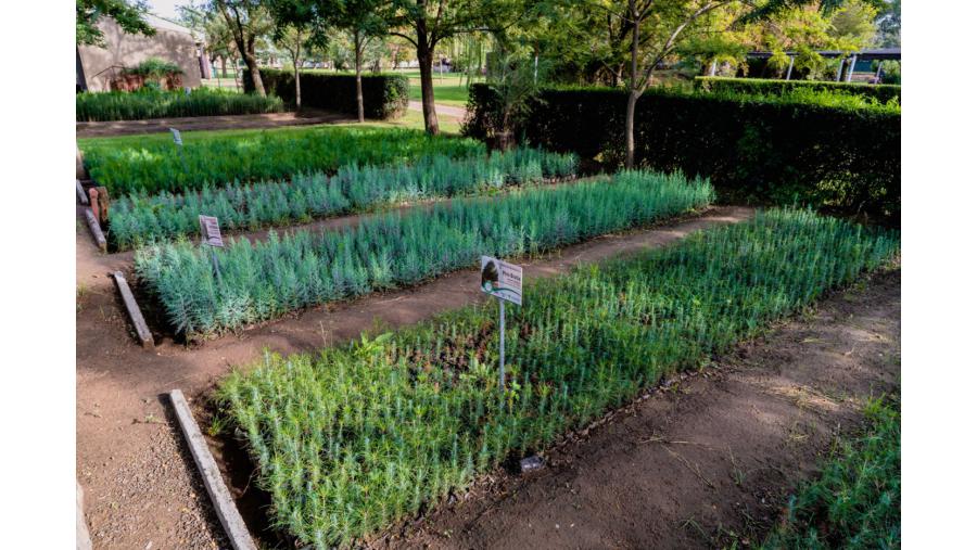 Los cinco Viveros Forestales pampeanos siguen con la venta de plantas