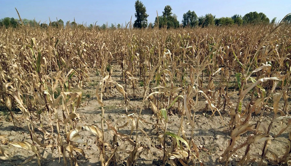 Amplían el área en emergencia agropecuaria por sequía