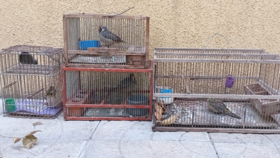 En un operativo policial rescataron aves nativas en Arata