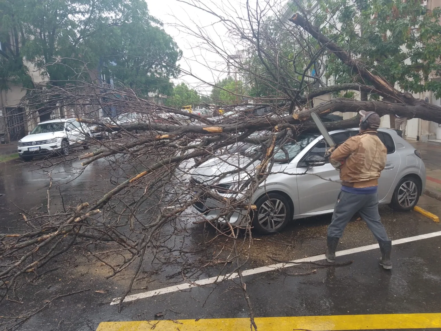 En Pico un árbol cayó arriba de un auto