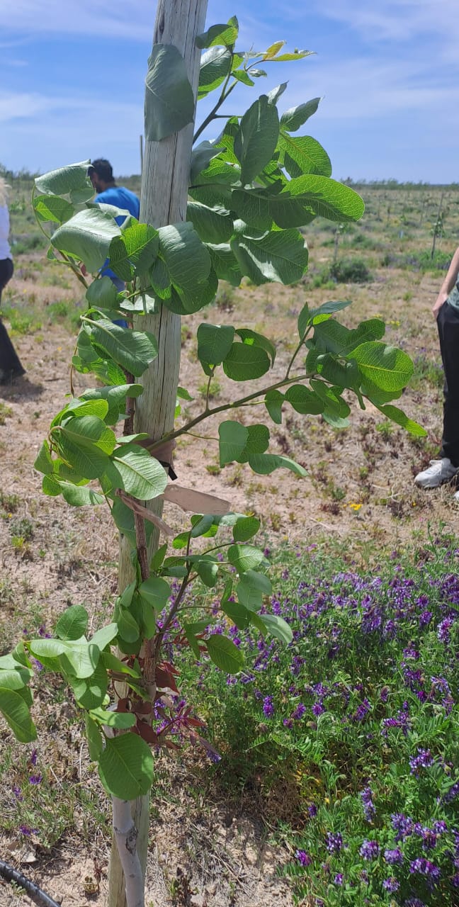 Empresario ampliará producción de pistacho en Casa de Piedra