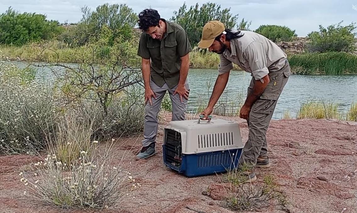 Liberaron un lagarto colorado en la Reserva Pichi Mahuida