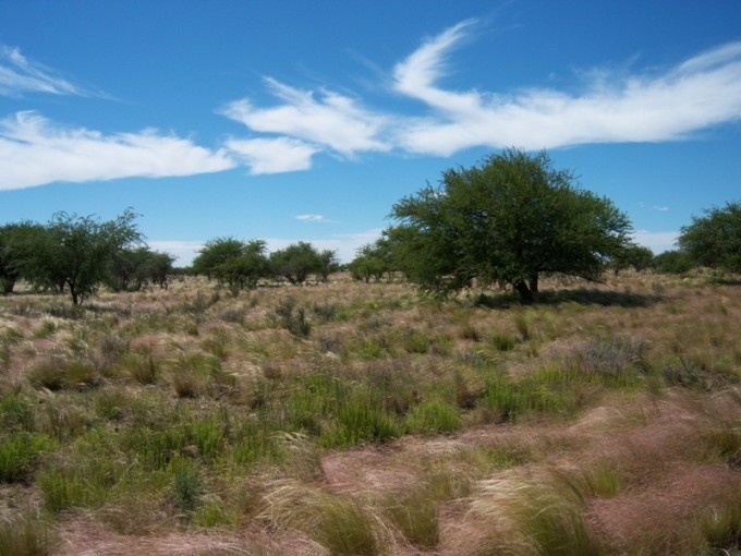 Fuerte multa a los dueños de un campo por desmonte de bosque nativo