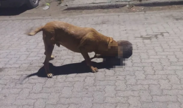 Tremendo: un pitbull mató 9 mascotas y mordió a 3 vecinos