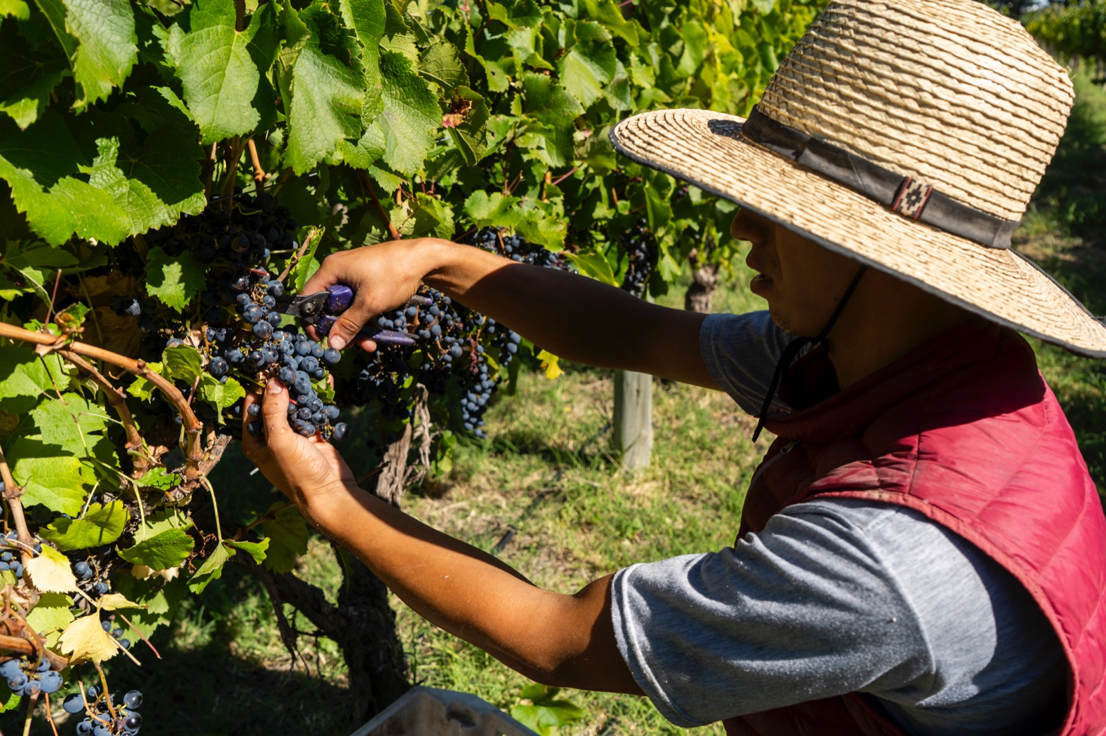 100 toneladas de uvas: arrancó la vendimia 2025 en Casa de Piedra