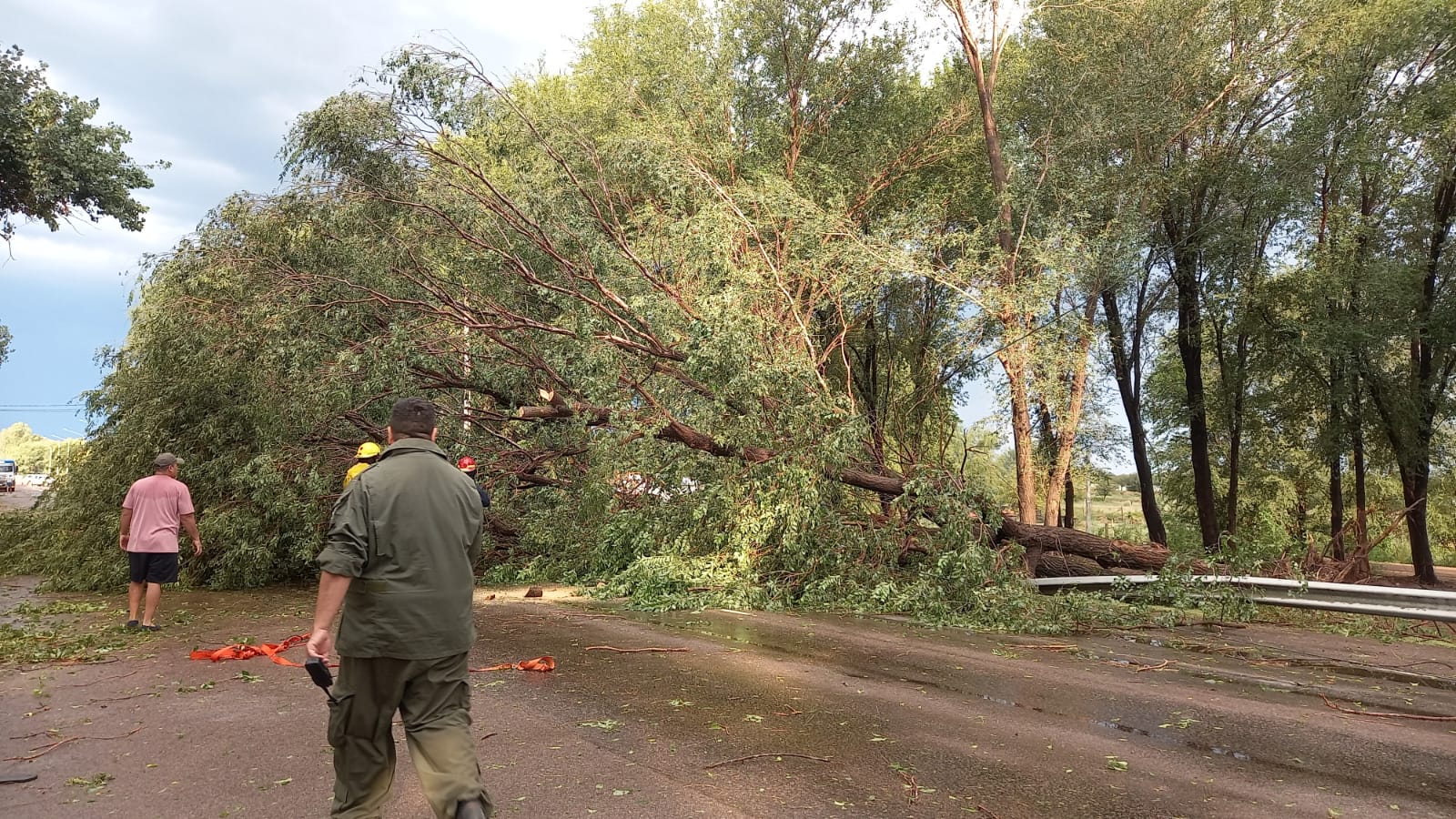 Otra fuerte tormenta pasó por Acha: el viento tiró árboles que cortaron la ruta 152