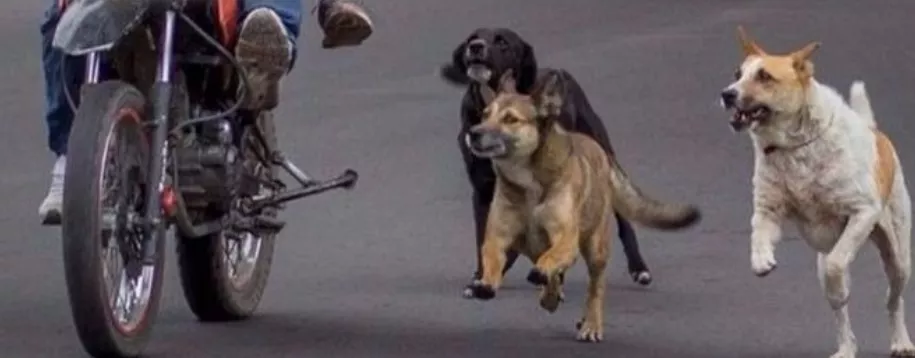 Ataques de perros: multas duras en 25 de Mayo a dueños de mascotas