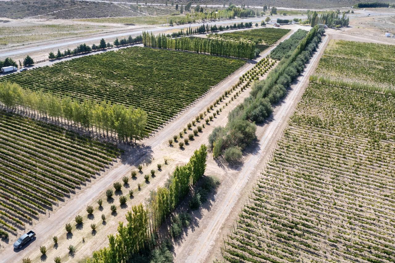 Más infraestructura bajo riego en Casa de Piedra: en 2026 serán 1.095 hectáreas en producción