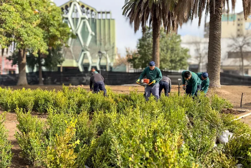 Renovación de la plaza San Martín: empezaron a plantar nuevas especies