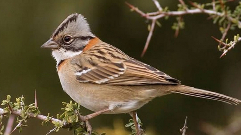 Avistaje de aves: experiencia única para conectar con la naturaleza