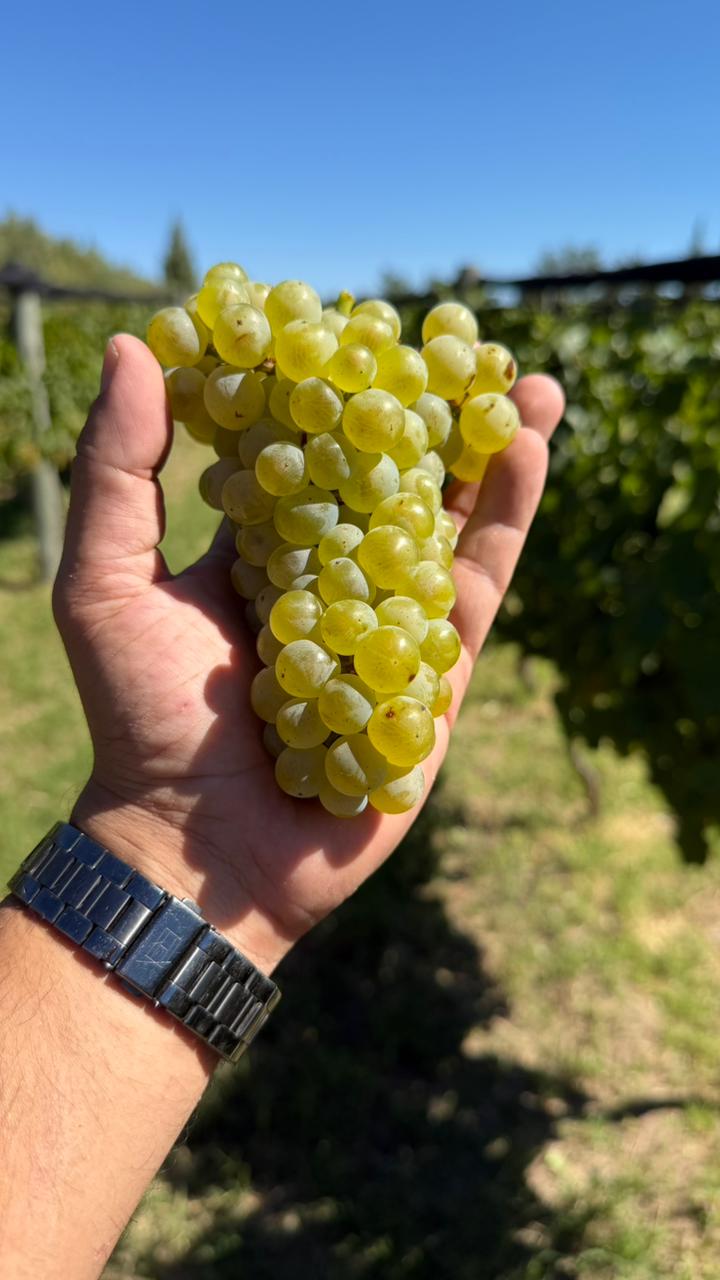 Si el vino viene, viene la vida: arrancó la vendimia en Casa de Piedra