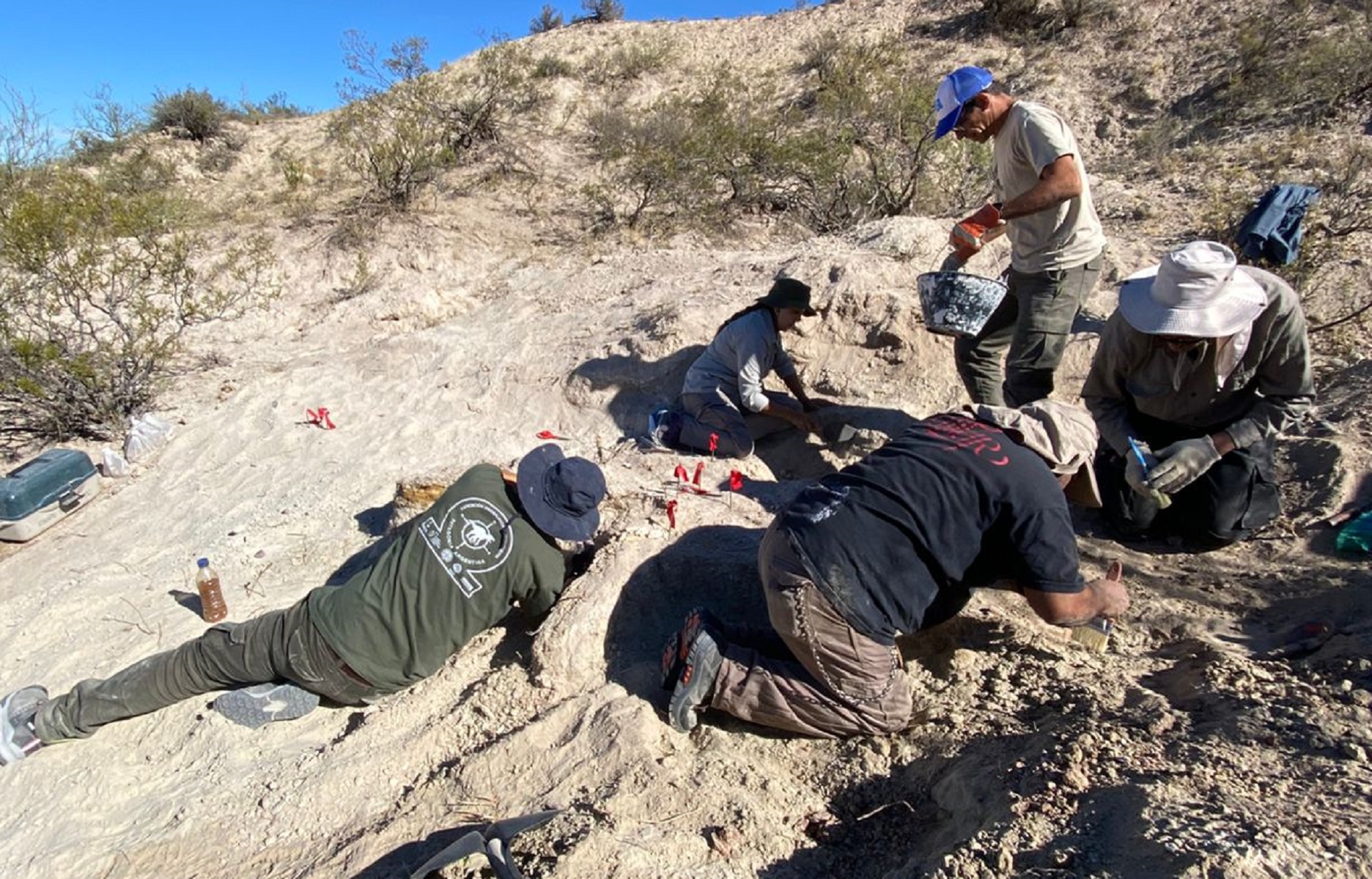 Encontraron restos de un Titanosaurio en 25 de Mayo