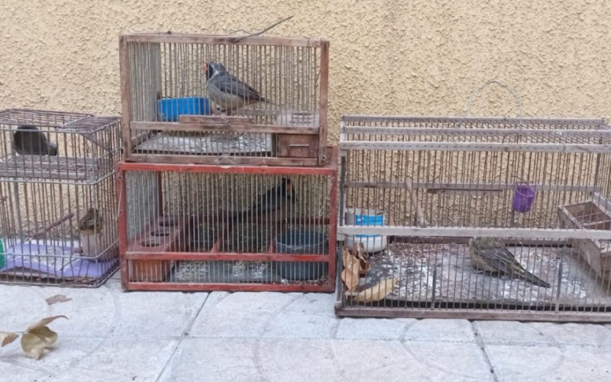 En un operativo policial rescataron aves nativas en Arata