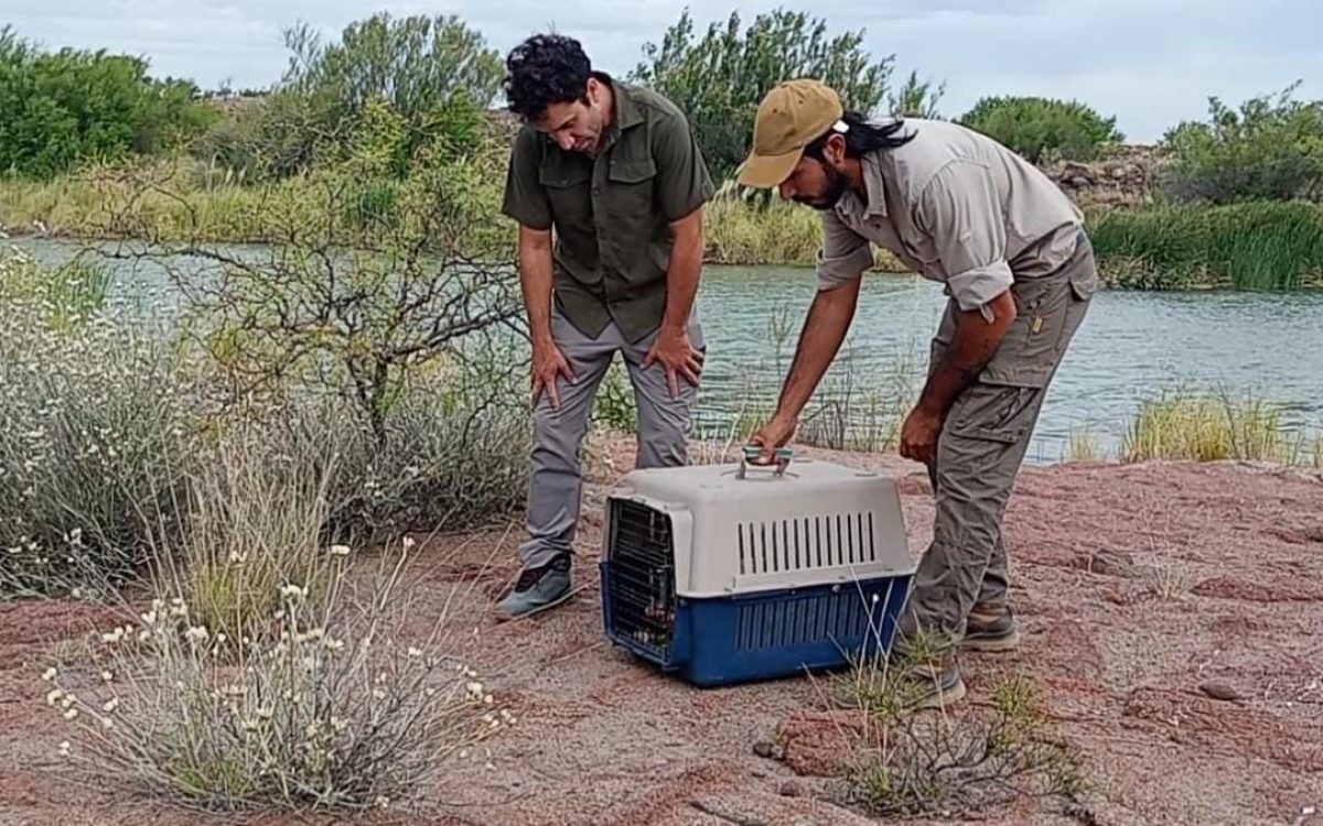 Liberaron un lagarto colorado en la Reserva Pichi Mahuida