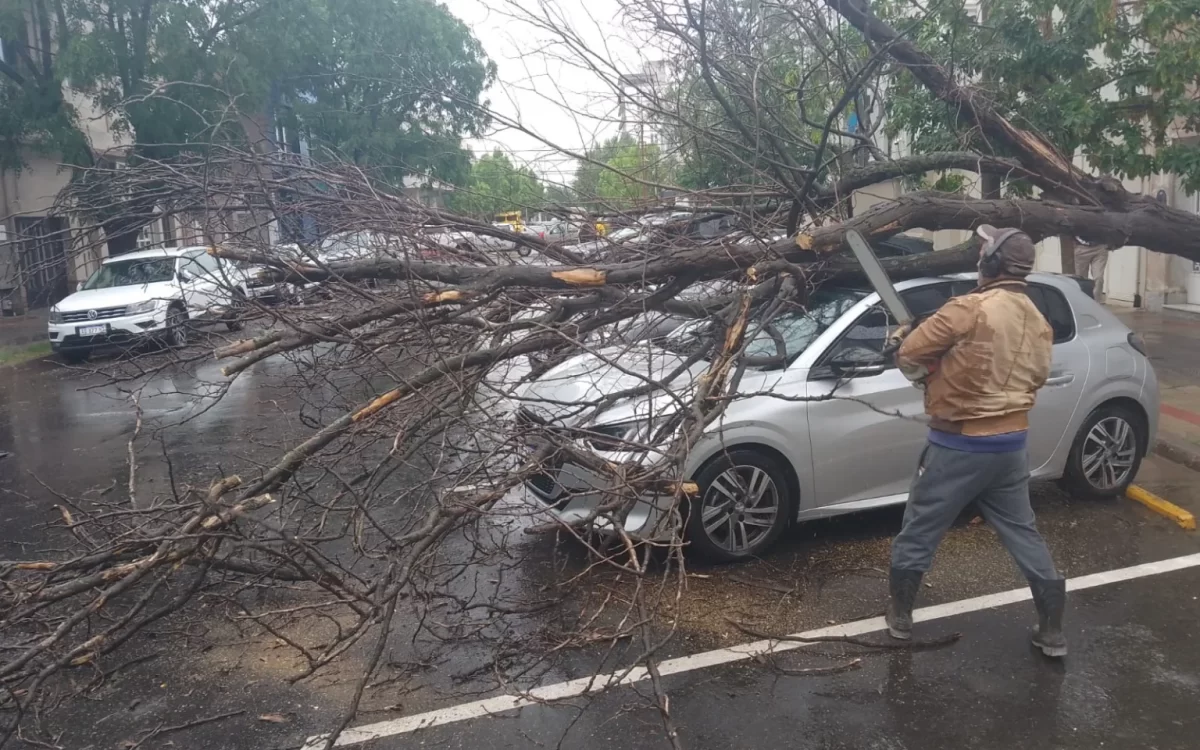 En Pico un árbol cayó arriba de un auto