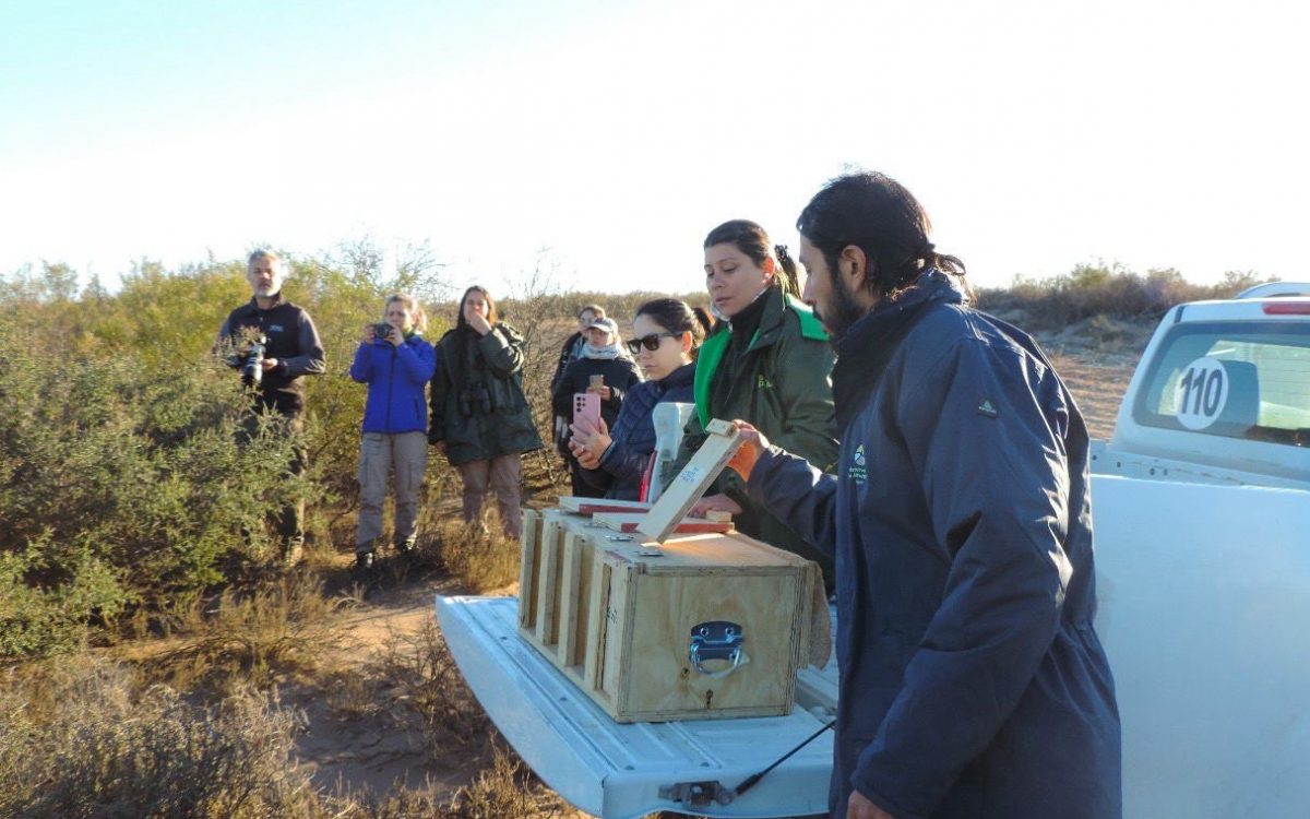 Liberaron cardenales amarillos en la Reserva Provincial Pichi Mahuida