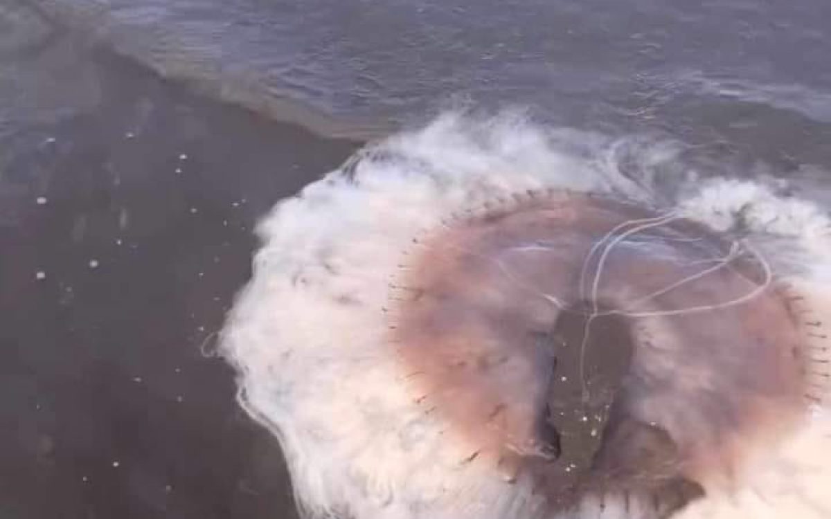 Mete miedo pero no pica: Aguaviva gigante apareció en la playa de Monte Hermoso