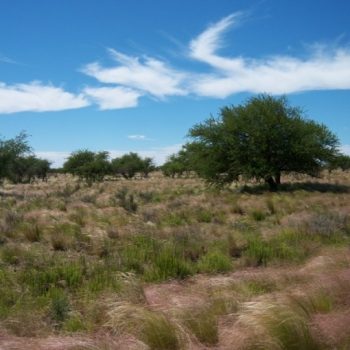 Fuerte multa a los dueños de un campo por desmonte de bosque nativo