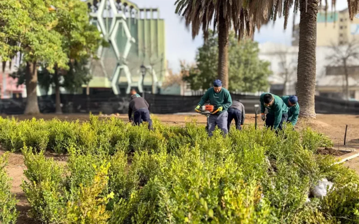 Renovación de la plaza San Martín: empezaron a plantar nuevas especies